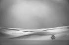 Lone tree in Yellowstones Hayden Valley in winter Art Print